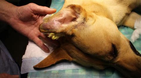 Dog Ear Hematoma Drain At Home - Homemade Ftempo