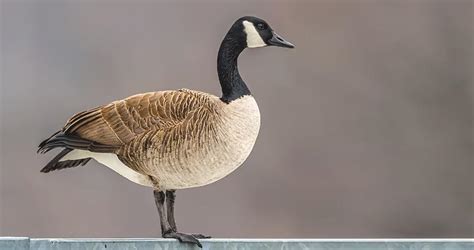 Canada Goose Identification, All About Birds, Cornell Lab of Ornithology