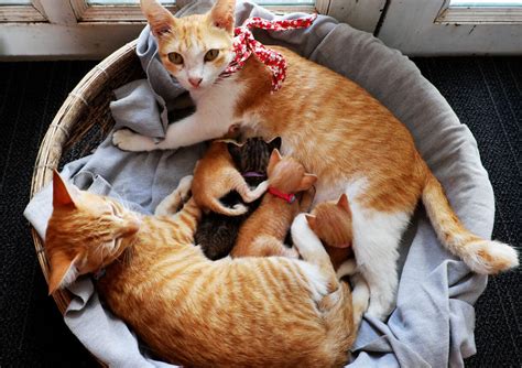 When Can Kittens Leave Their Mom? How To Tell If They're Ready