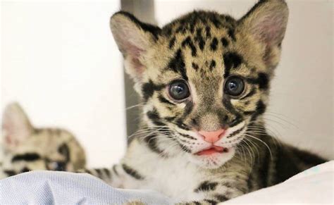 Toronto Zoo's clouded leopard cubs are here to melt your heart (PHOTOS ...