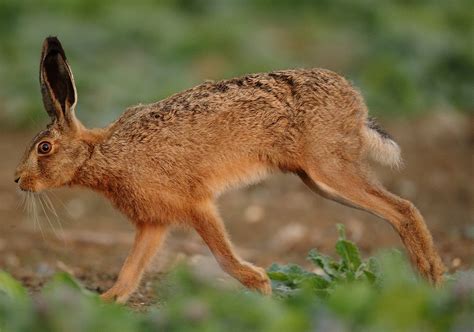 Brown Hare running side on Lepus europaeus | Mike Rae