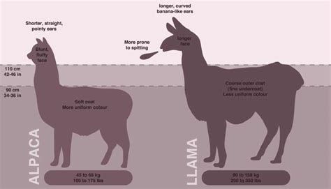 Difference Between Llama and Alpaca? - Peru Hop