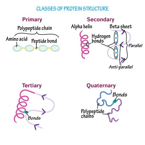 Biochemistry Glossary: Protein Structure - an Overview of the Classes ...