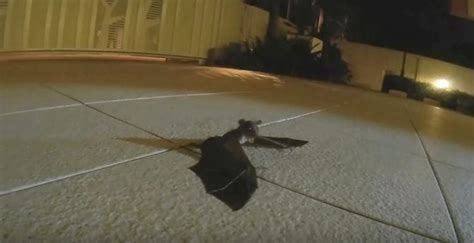 Mother Bat Swoops Down To Rescue Her Lost Baby