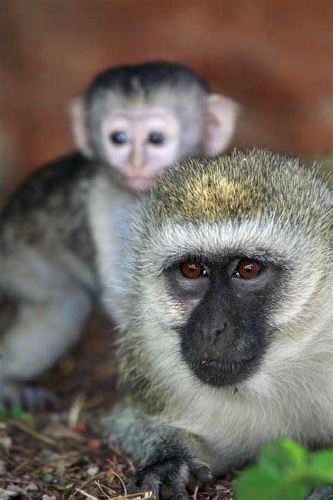 Vervet Monkey & Baby stock image. Image of wildlife - 28818945