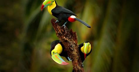 What’s a Baby Toucan Called + 4 More Amazing Facts! - A-Z Animals