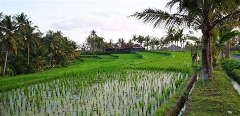 Culture Week in Bali Indonesia | WhereNext