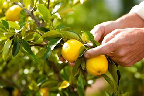 How To Prune A Lemon Tree - Allotment Ideas