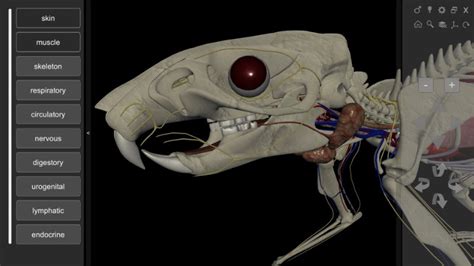 3D Rat Anatomy - Biosphera