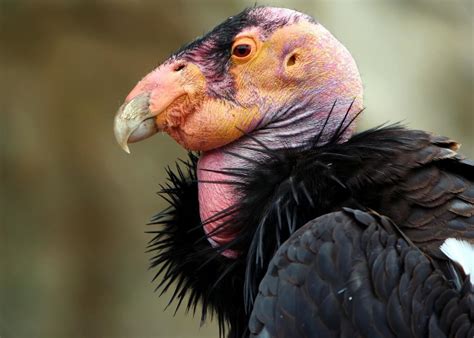 North America's Endangered Birds | HubPages