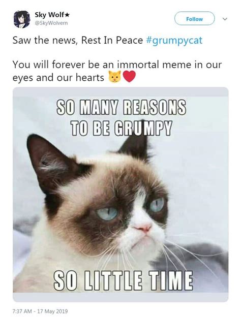 Grumpy Cat Thank You Meme