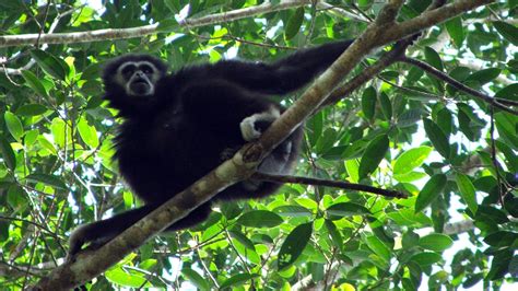 Funky gibbons 'could shed light on evolution of human language ...