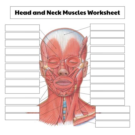 Muscles Head And Neck Diagram Printable Diagram Muscle Anatomy | Images ...