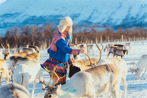 Reindeer feeding and Sami Culture | Norwegian Travel