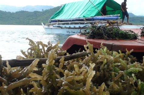 seaweed farming | The Climate Challenger Voyage