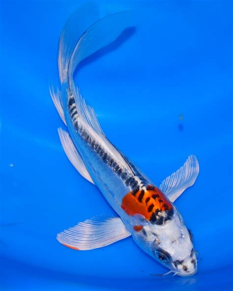 The Blackwater Blog: Butterfly Koi For Sale at Blackwater Creek Koi Farms