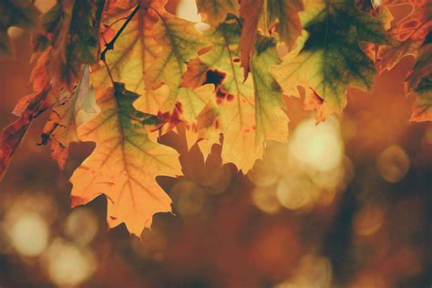 6 Tips for Amazing Fall Photos - Hue & Hatchet