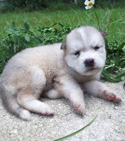 HUSKY/MALAMUTE MIX PUPPIES for Sale in Chattahoochee, Florida ...