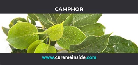 Camphor: Health Benefits, Side Effects, Uses, Dosage, Interactions ...