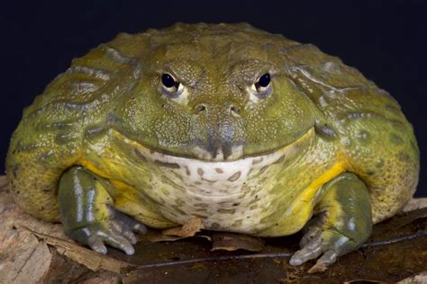 Do Frogs Have Teeth? Your Question on Frog Teeth, Explained!