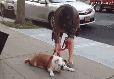 Lazy Bulldog GIFs - Find & Share on GIPHY