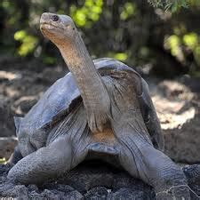 All Wildlife Photographs: Animals Pinta Island Tortoise Facts And ...