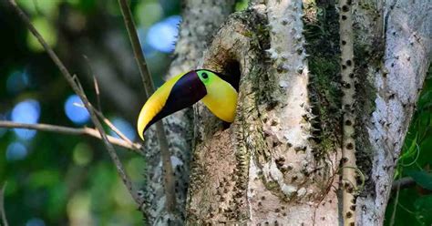 Toucan Behavior - AnimalBehaviorCorner