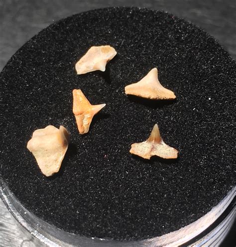 Angel Shark Teeth! - Fossil Hunting Trips - The Fossil Forum