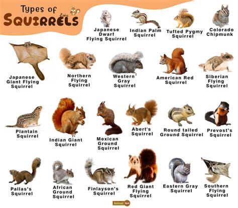 Squirrel Facts, Types, Diet, Lifespan, Habitat, Behavior