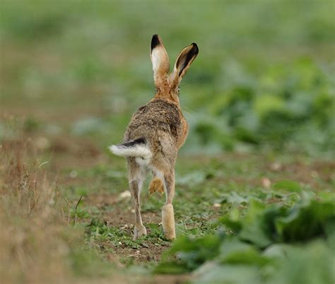 Brown Hare running away looking back light Lepus europaeus | Mike Rae