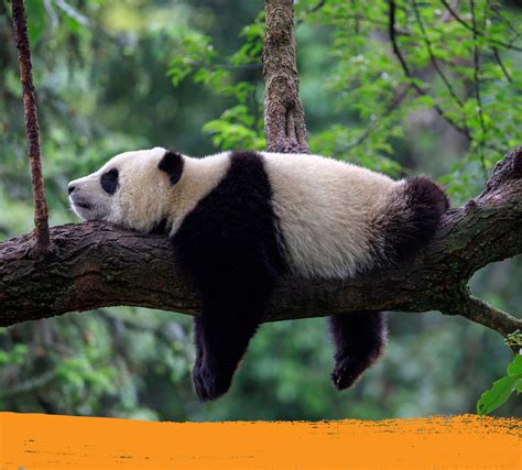 Panda Facts | Fun Quiz | Nestlé Pure Life