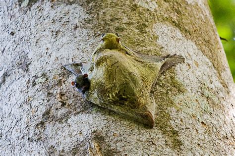 Lémure Voador Ou Colugos E Bebé - Fotografias de stock e mais imagens ...