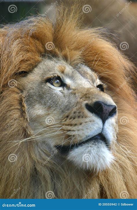 Male African Lion Closeup stock photo. Image of aloof - 20555942