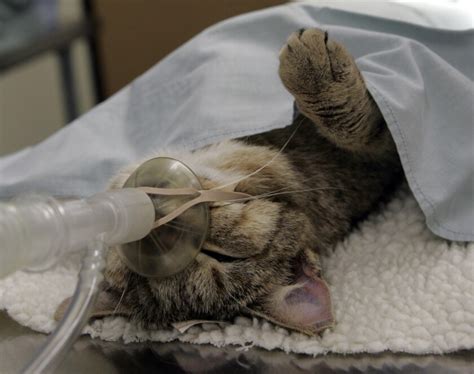 L.A. County will require cat owners to spay or neuter and microchip ...