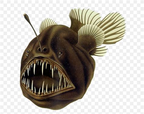 Black Seadevil Humpback Anglerfish Deep Sea Fish, PNG, 652x649px, Black ...