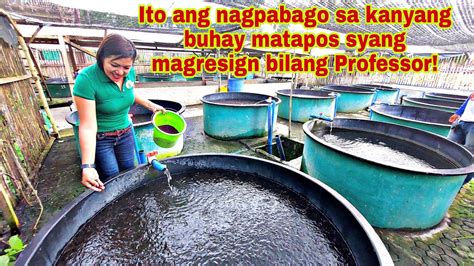 hito farming in the philippines Archives - Uohere