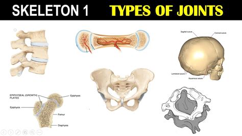 Types Of Cartilaginous Joints