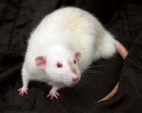 ABCs of Animal World: Unique Breeds of Fancy Rats for Pet