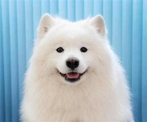 16,100+ Samoyed Dog Stock Photos, Pictures & Royalty-Free Images - iStock