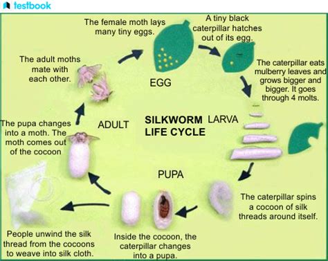 Silk Moth Life Cycle