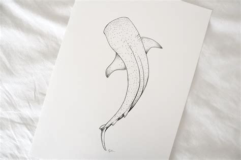 Shark Illustration, Animal Illustrations, Ocean Artwork, Line Artwork ...