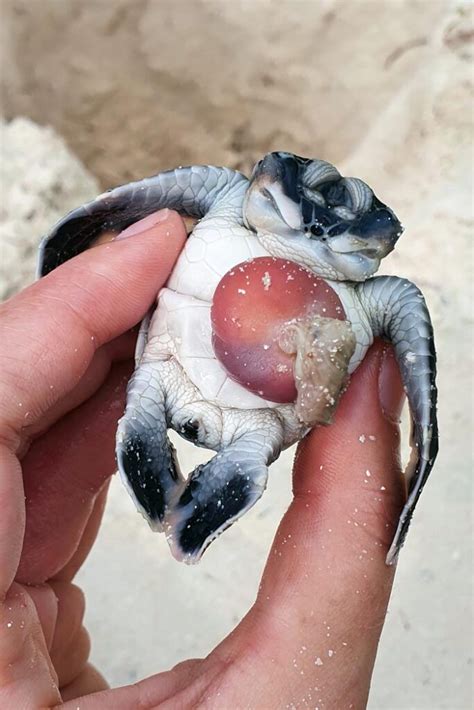 Blog A Two-Headed Turtle Hatchling: A Rare Occurrence Of Polycephaly