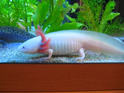 Axolotl, REALLY weird animal LOL