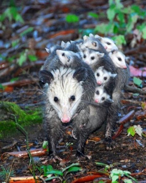 27 best Opossum, Opossums, possum, possums, Virginia, Pigmy images on ...