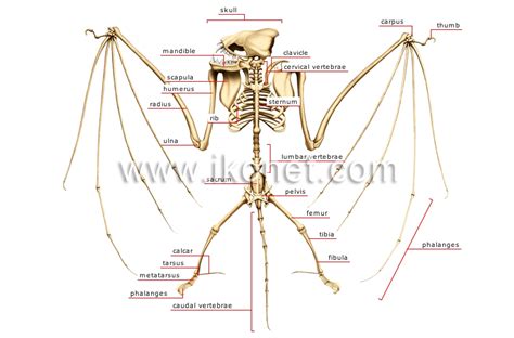 animal kingdom > flying mammal > bat > skeleton of a bat image - Visual ...