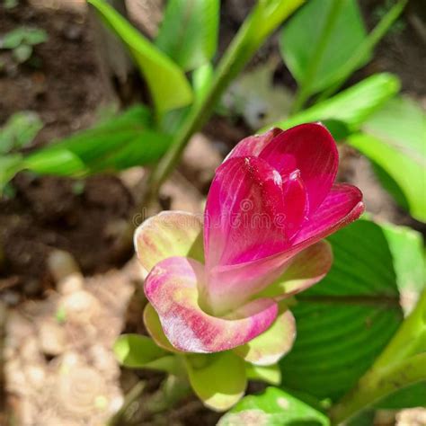 Curcuma Zedoaria stock image. Image of tree, green, curcuma - 267488221