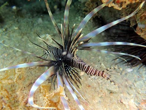 Red Lionfish is a Venomous Reef Fish Stock Photo - Image of exotic ...