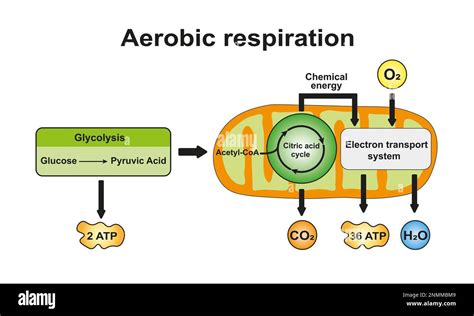 Aerobic respiration, illustration Stock Photo - Alamy