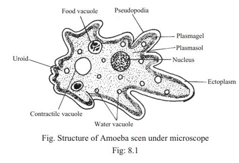 Amoeba Proteus Diagram