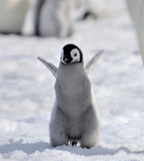 baby Emperor penguin by laogephoto on DeviantArt